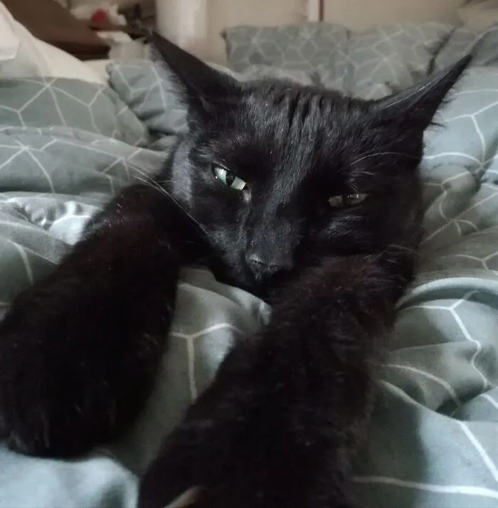 My Very Sweet Cat, Billy