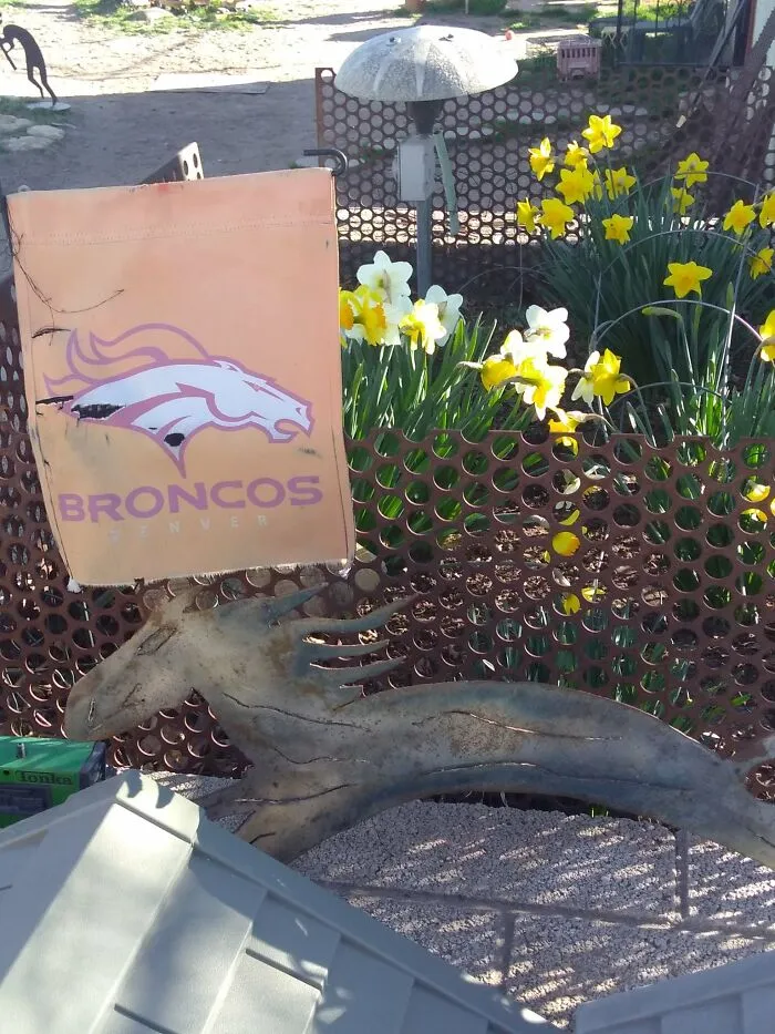 Daffodils! Excuse The Tattered Nfl Flag.