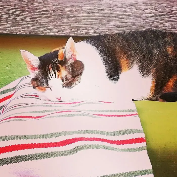 Stella Taking A Siesta...