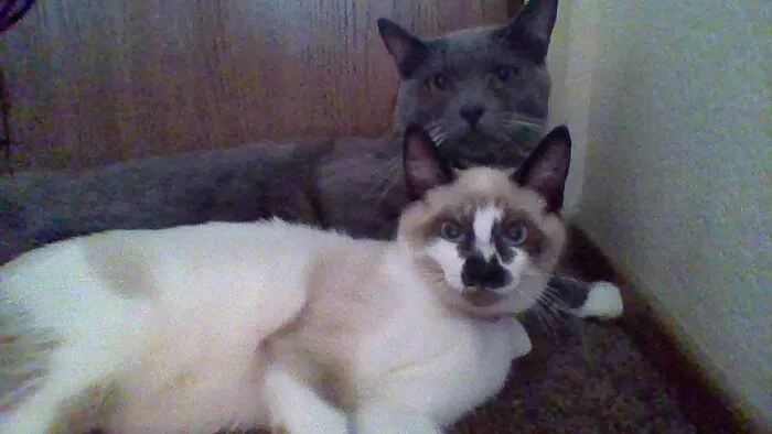 These Are My Cats