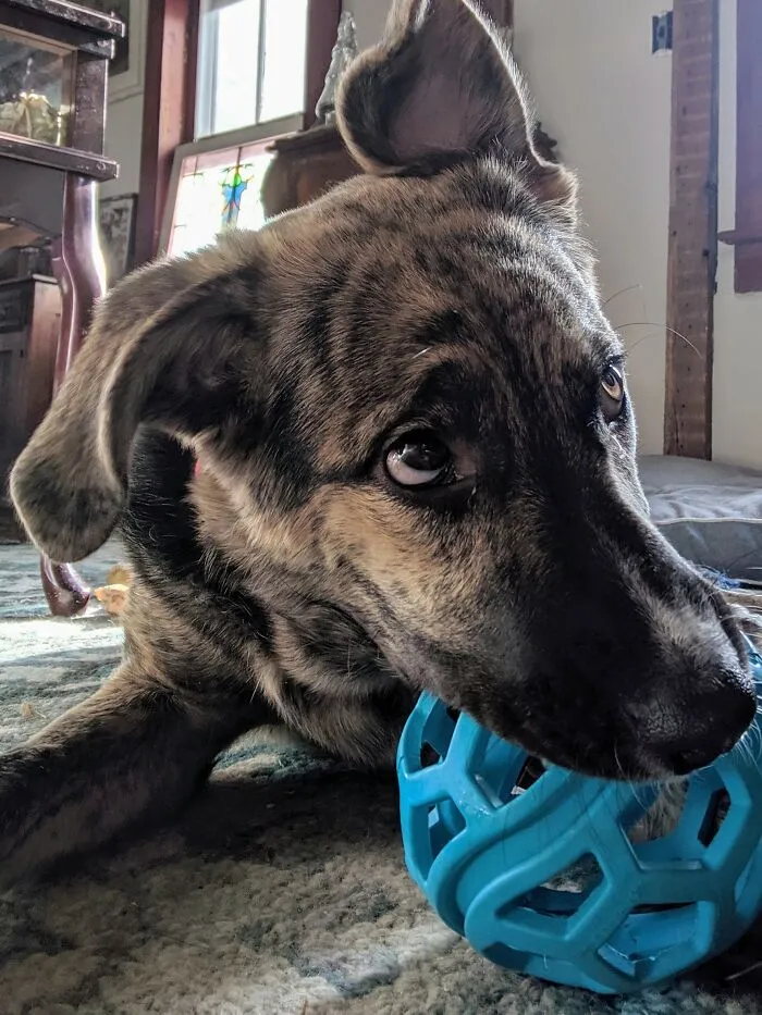 My Dog Maisie