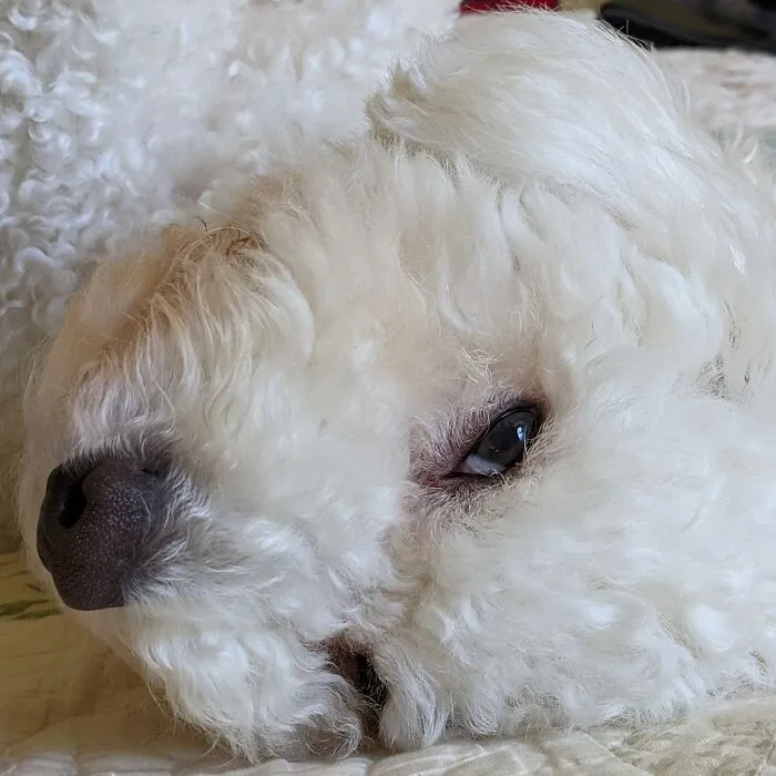 My Boy Charlie