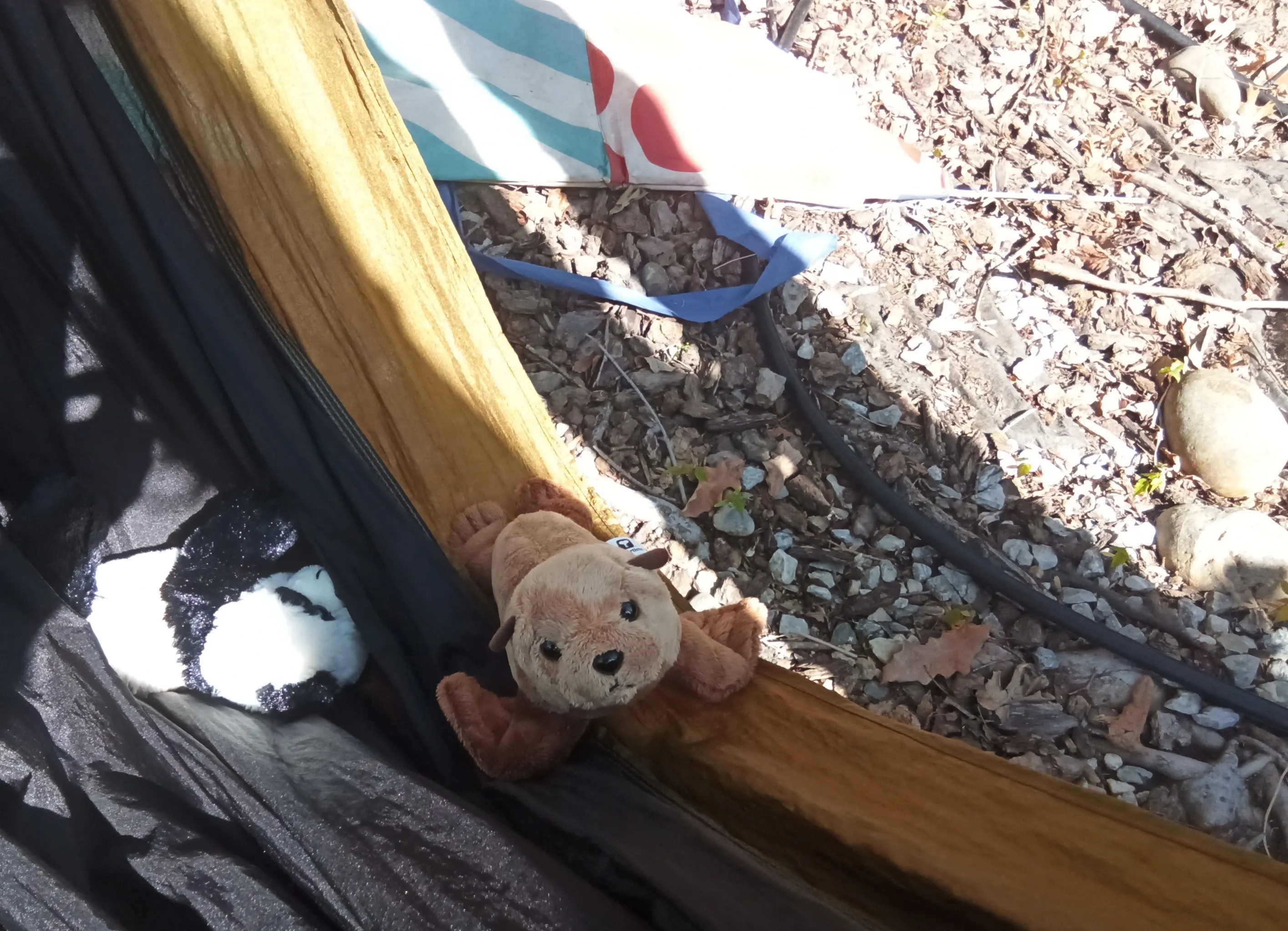 My Stuffed Red Panda, Panda, Fur Seal Pup And A Few Others Went On A Huge Adventure In My Backyard