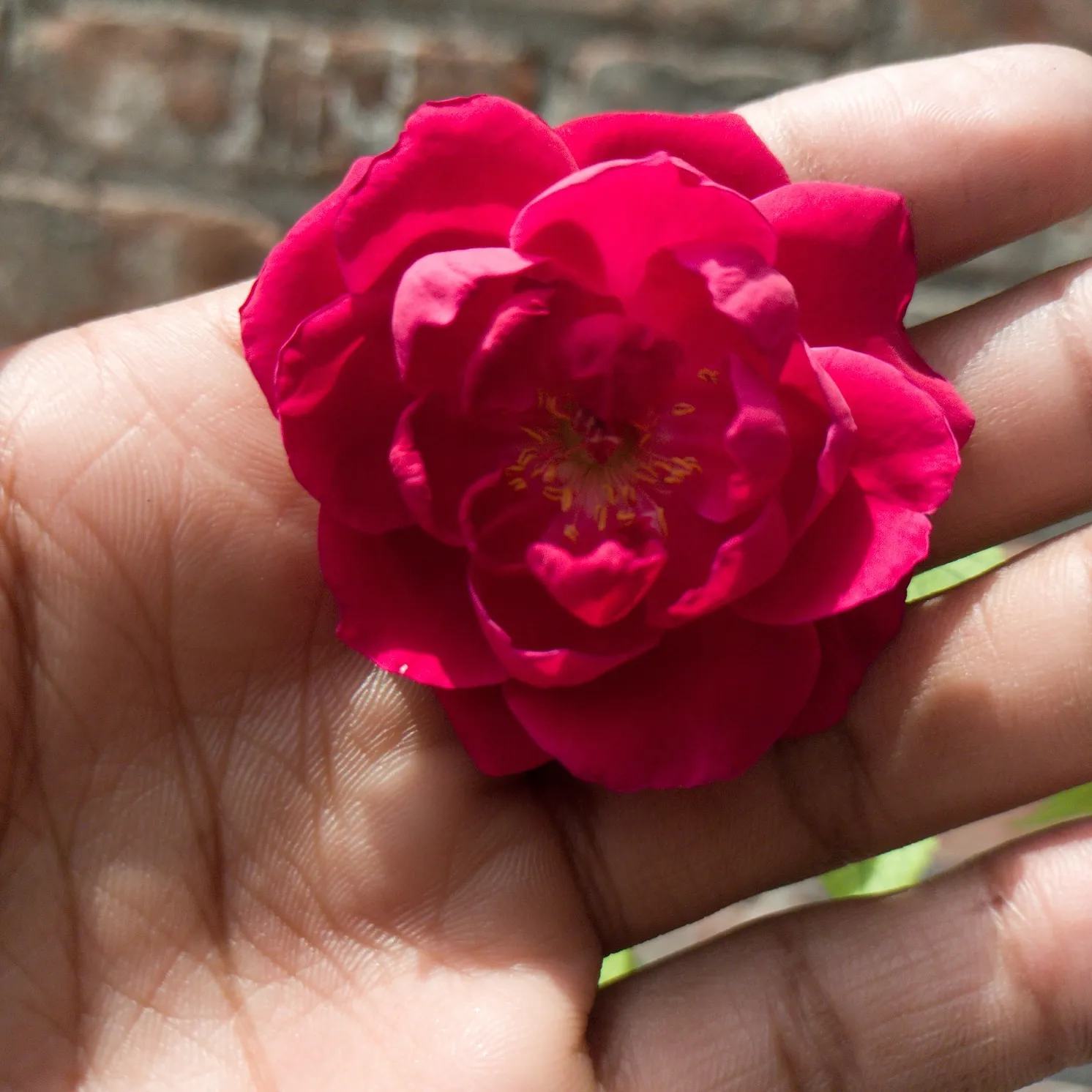 Flower