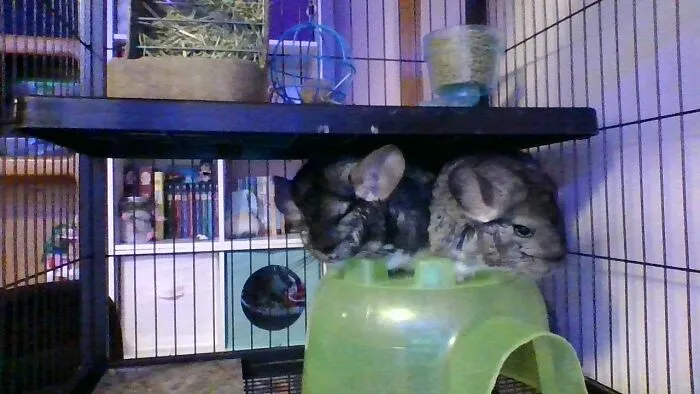 My Fur Babys.