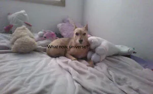 Hey Pandas, Turn A Pic Of Your Pet Into A Meme (Closed)
