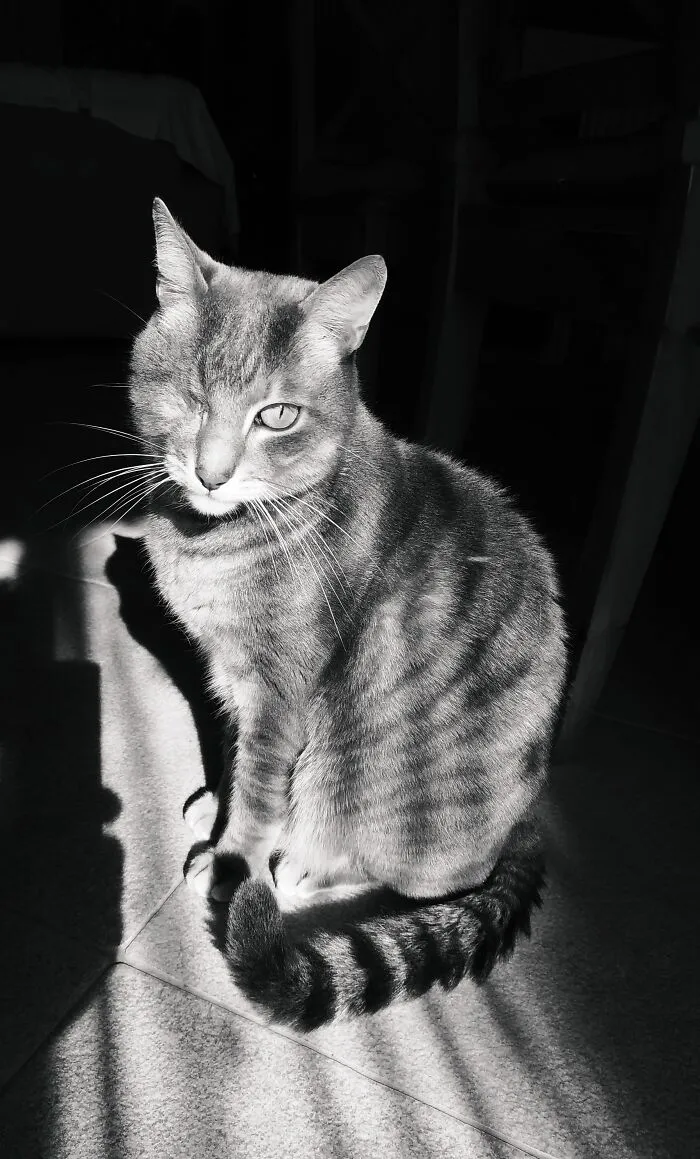 Ringo, mi estrella. El destino nos unió