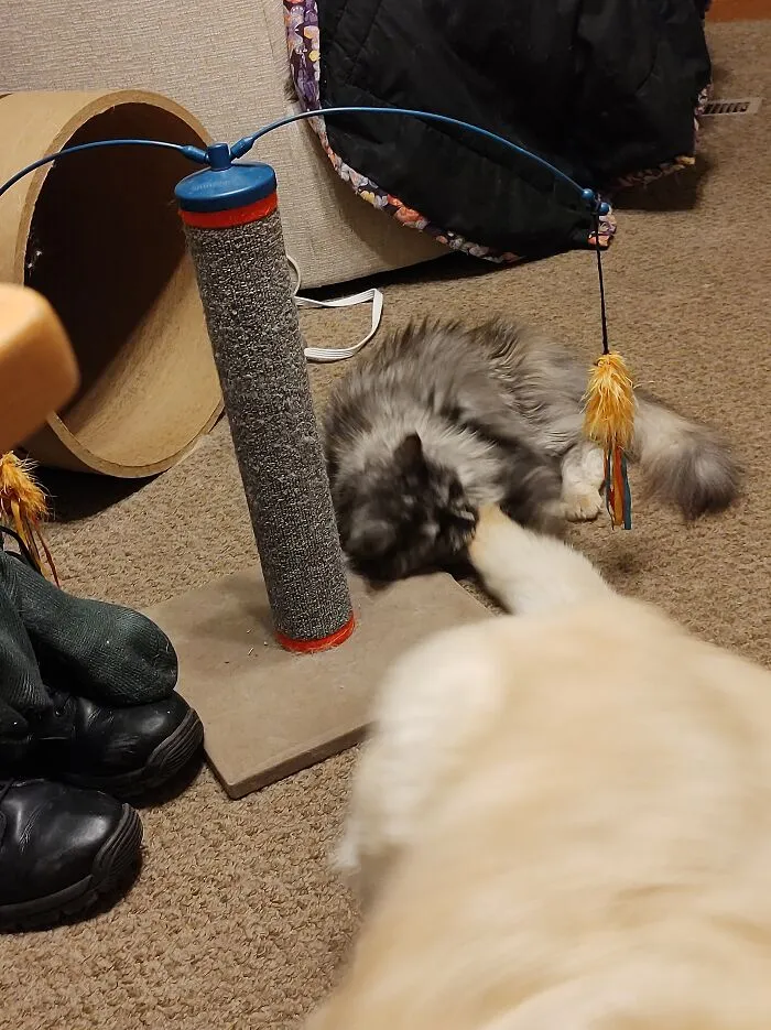 Fierce Kitty, Destroyer Of Tails!