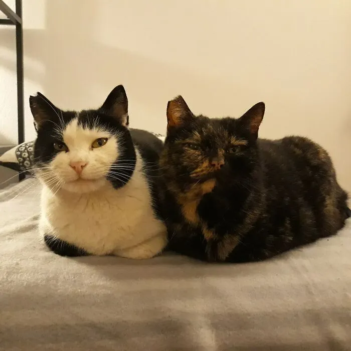 Cuffia And Schuldie. The Were Street Cats. Now They Are A Loving Couple.