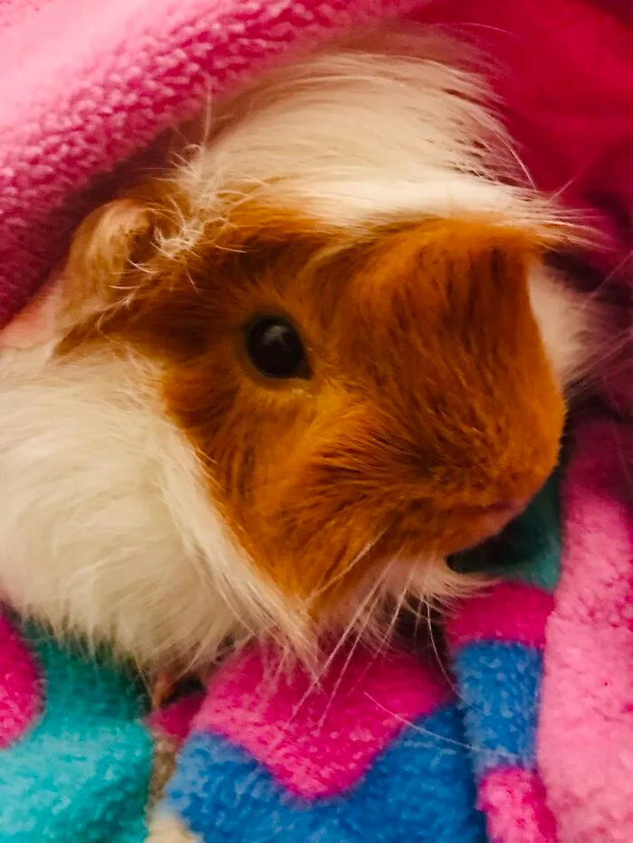 My Peruvian Guinea Pig Herbie! So Colorful!
