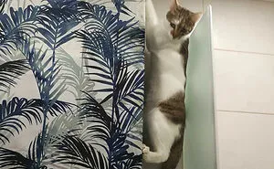 Hey Pandas, Turn A Pic Of Your Pet Into A Meme (Closed)