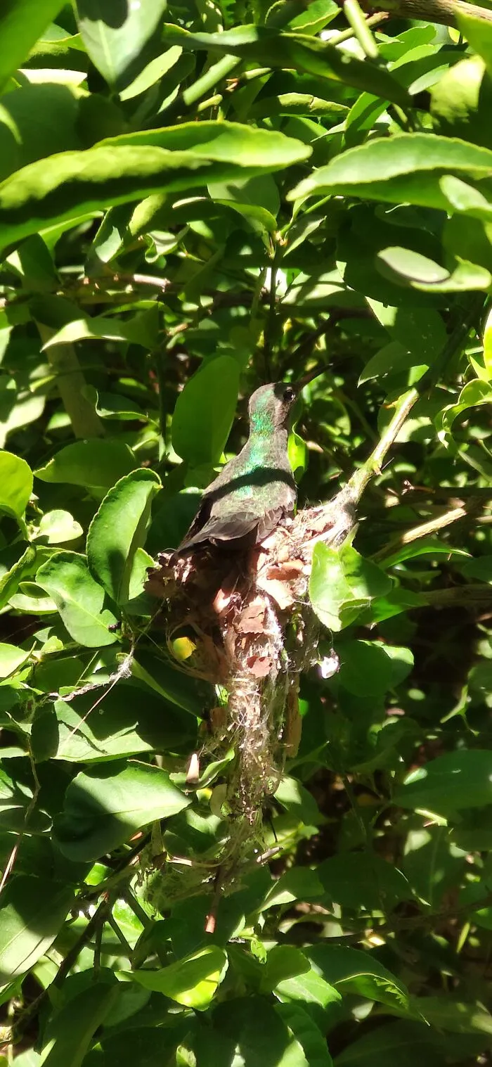 Hummingbird Mom Taking Care Of Her Nest