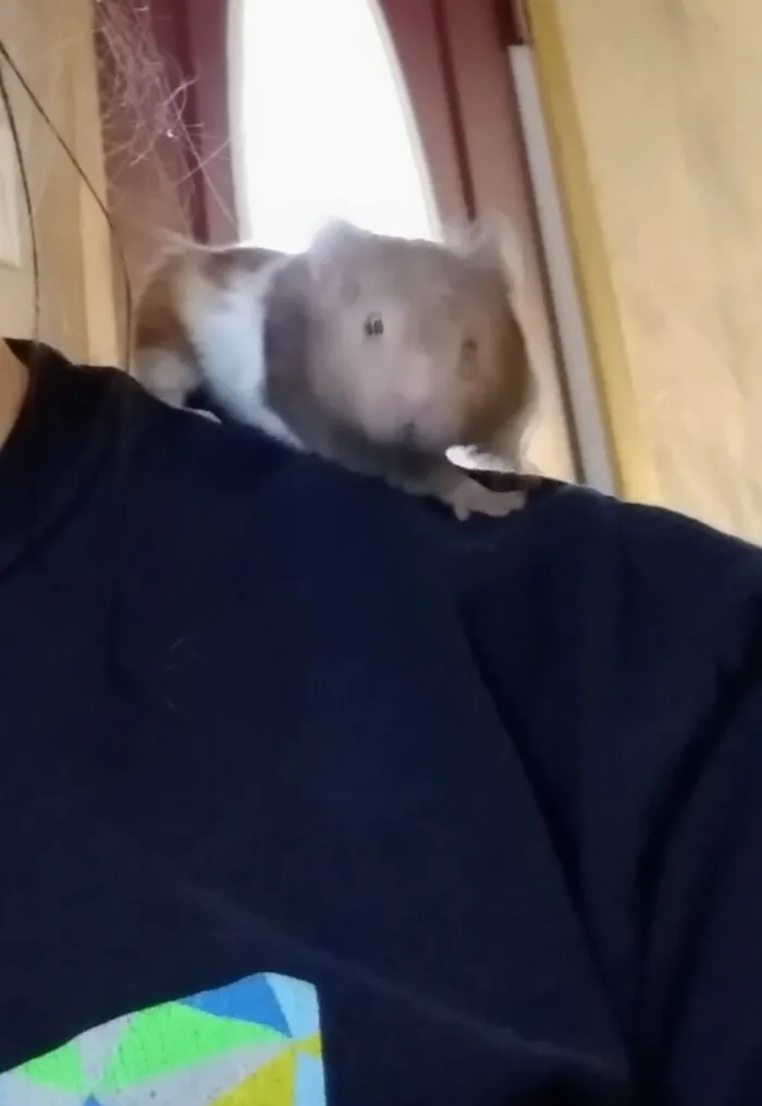 Houdini