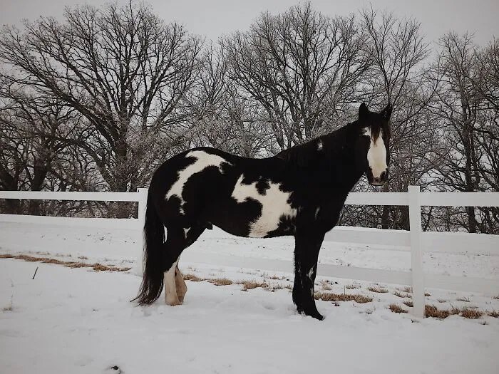 Jack, el caballo de mi mamá. Lo primero que noté cuando lo adoptamos fueron los dos 7 en su pelaje