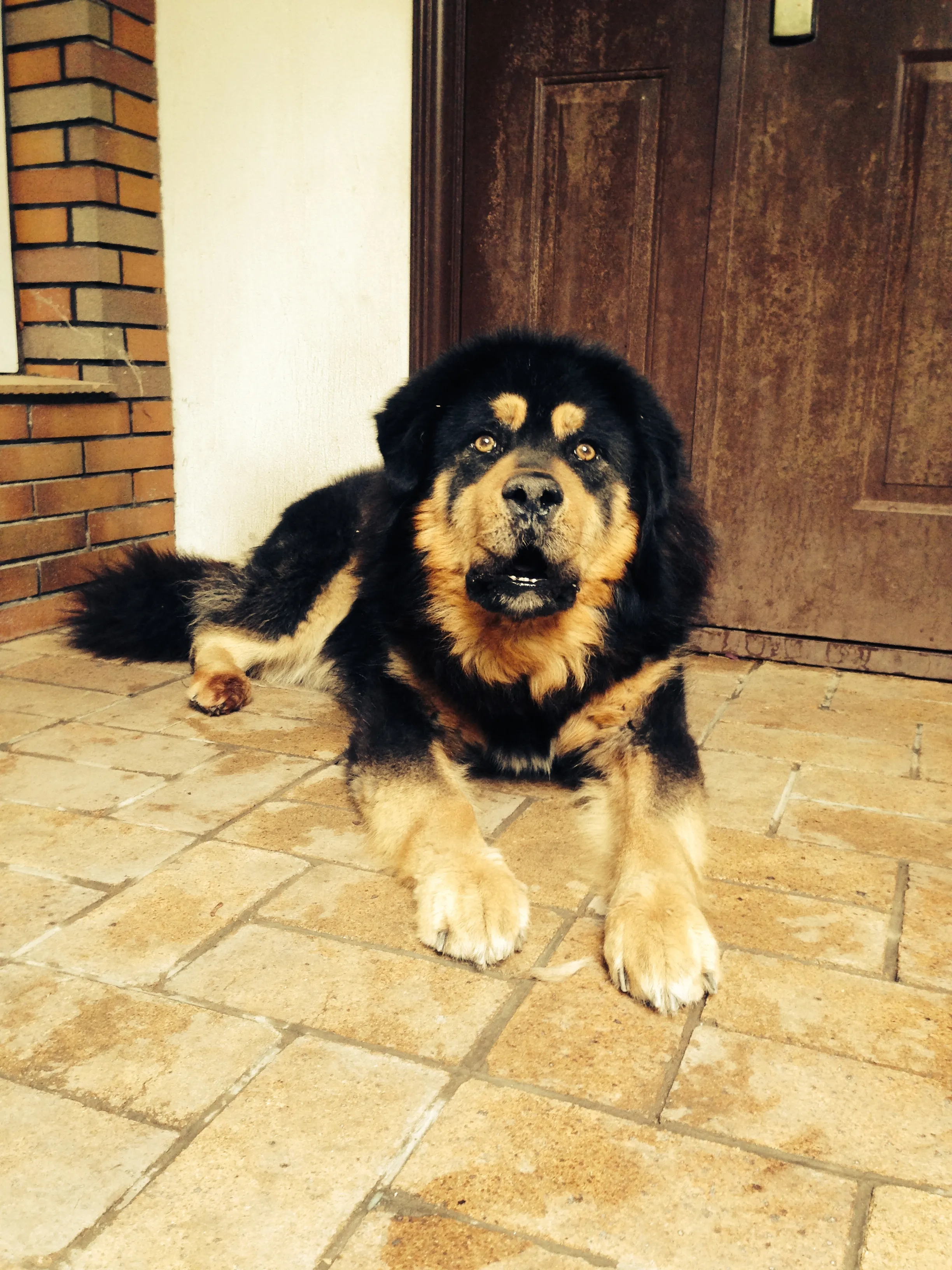 I’m Sharing How My Dog Died Out Of The Blue