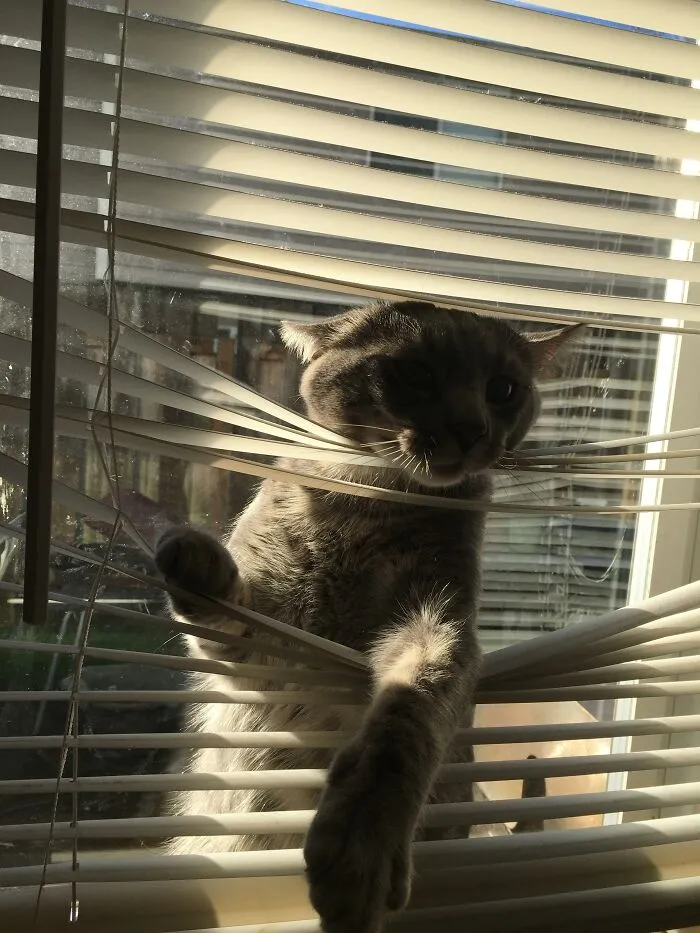Juniper, My Guilty Boy