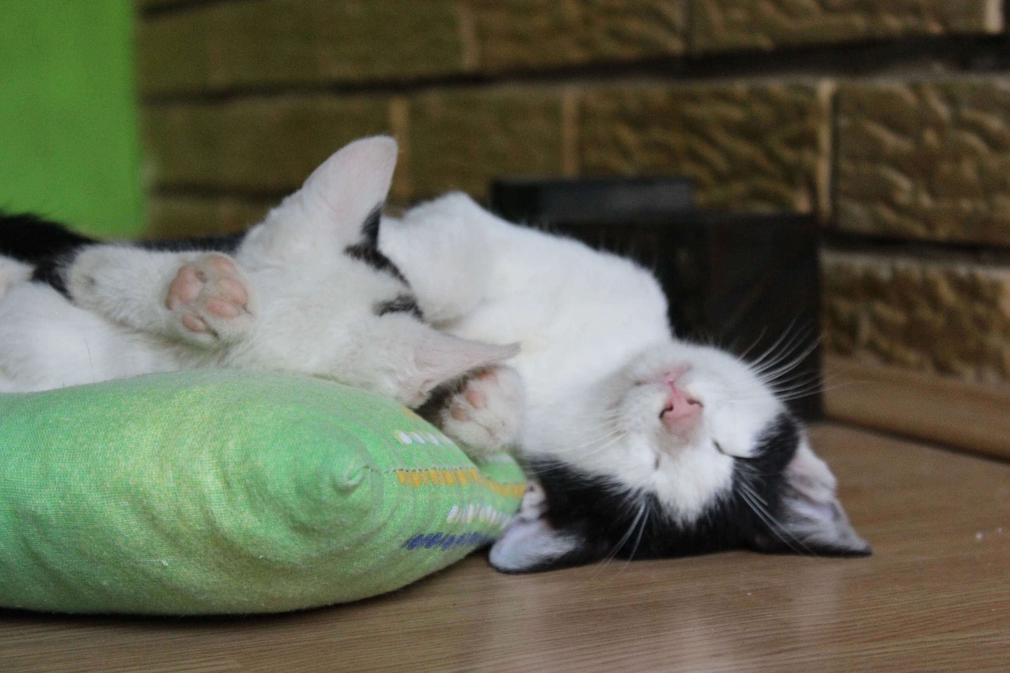 My Liquid Cat