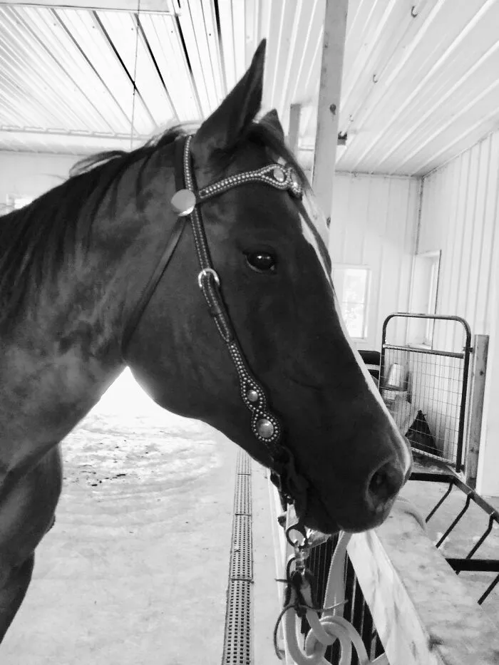 My Horse Shy. She's Really Fast And Was A Barrel Horse