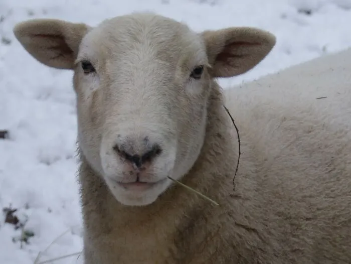 This Is Lonny