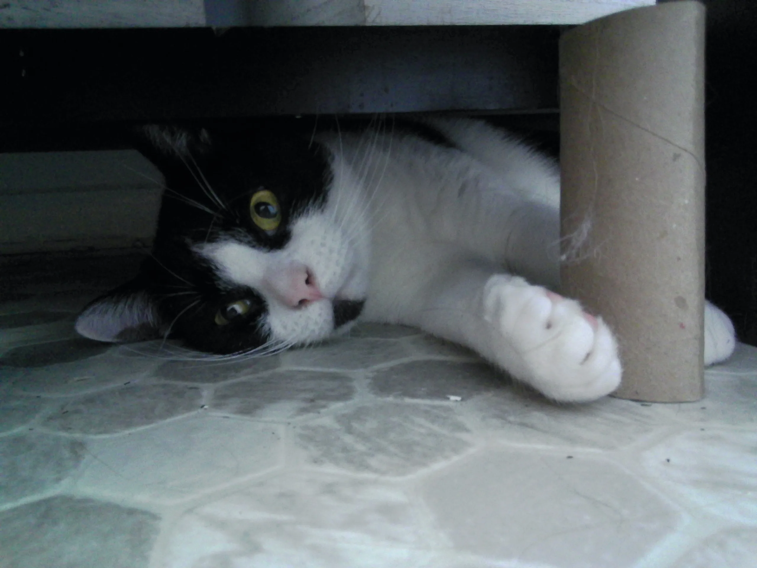 Hey Pandas, Make A Meme Out Of This Pic Of A Cat (Closed)