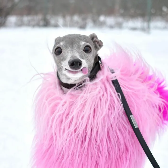 Gay Couple Dresses Up Their Italian Greyhound In Trendy Clothes, And She Has Become A Fashion Icon (71 Pics)