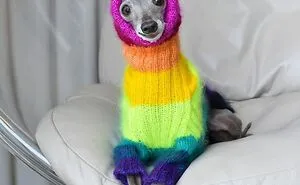 Gay Couple Dresses Up Their Italian Greyhound In Trendy Clothes, And She Has Become A Fashion Icon (71 Pics)