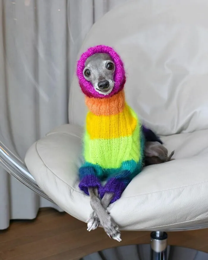 Meet Tika The Iggy, The Biggest Fashion Influencer Of The Moment