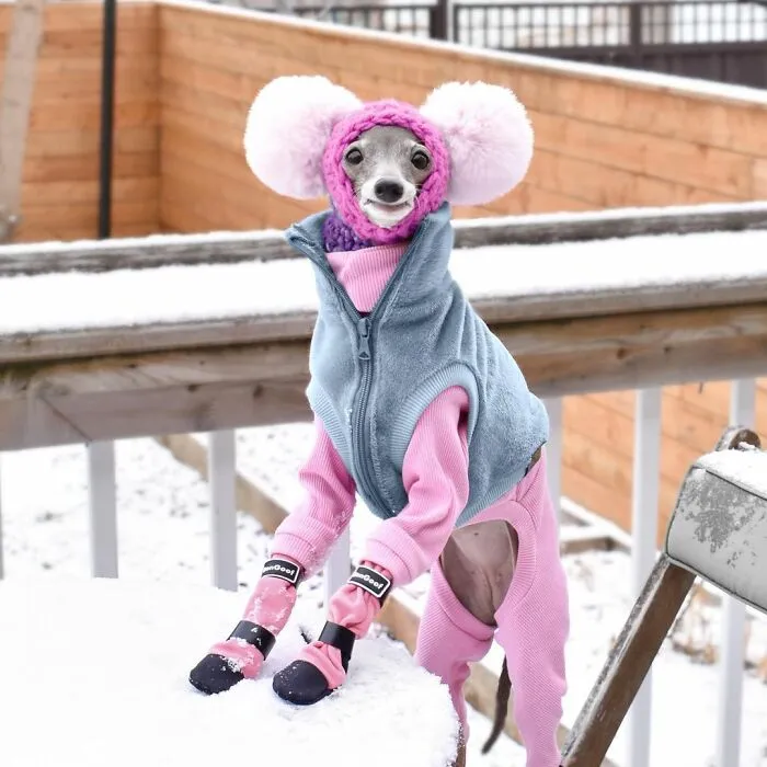 Gay Couple Dresses Up Their Italian Greyhound In Trendy Clothes, And She Has Become A Fashion Icon (71 Pics)