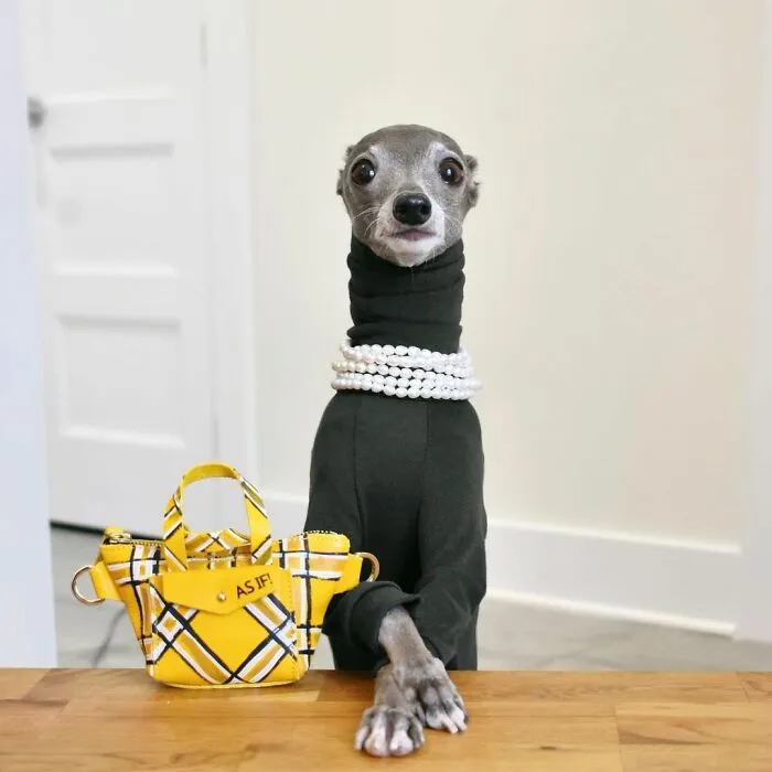 Gay Couple Dresses Up Their Italian Greyhound In Trendy Clothes, And She Has Become A Fashion Icon (71 Pics)