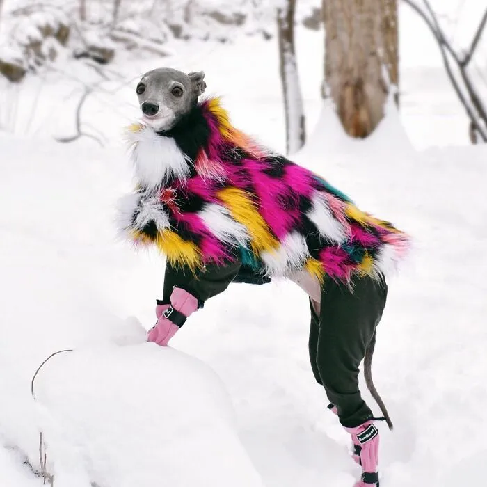 Gay Couple Dresses Up Their Italian Greyhound In Trendy Clothes, And She Has Become A Fashion Icon (71 Pics)