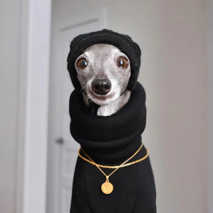 Gay Couple Dresses Up Their Italian Greyhound In Trendy Clothes, And She Has Become A Fashion Icon (71 Pics)