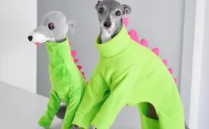 Gay Couple Dresses Up Their Italian Greyhound In Trendy Clothes, And She Has Become A Fashion Icon (71 Pics)