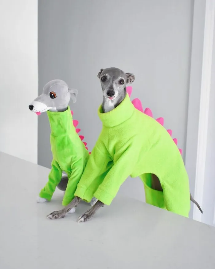 Meet Tika The Iggy, The Biggest Fashion Influencer Of The Moment