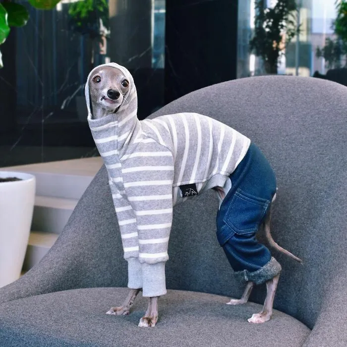 Gay Couple Dresses Up Their Italian Greyhound In Trendy Clothes, And She Has Become A Fashion Icon (71 Pics)