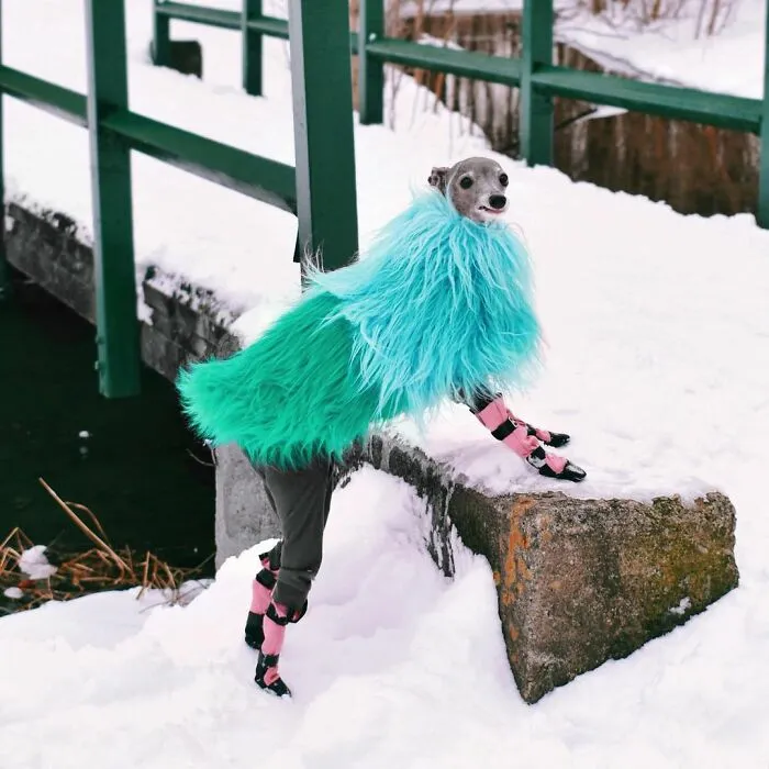 Gay Couple Dresses Up Their Italian Greyhound In Trendy Clothes, And She Has Become A Fashion Icon (71 Pics)