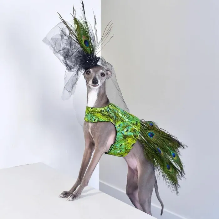 Gay Couple Dresses Up Their Italian Greyhound In Trendy Clothes, And She Has Become A Fashion Icon (71 Pics)