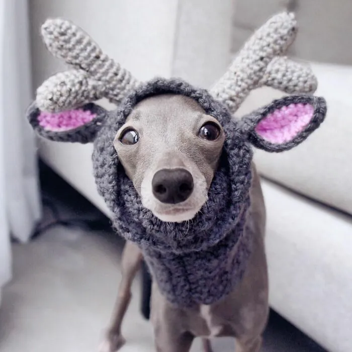 Gay Couple Dresses Up Their Italian Greyhound In Trendy Clothes, And She Has Become A Fashion Icon (71 Pics)