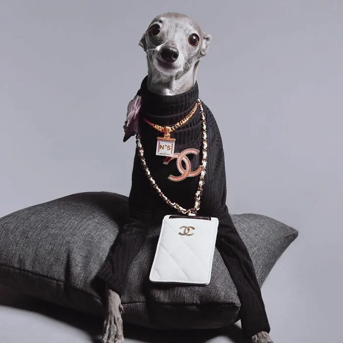 Gay Couple Dresses Up Their Italian Greyhound In Trendy Clothes, And She Has Become A Fashion Icon (71 Pics)