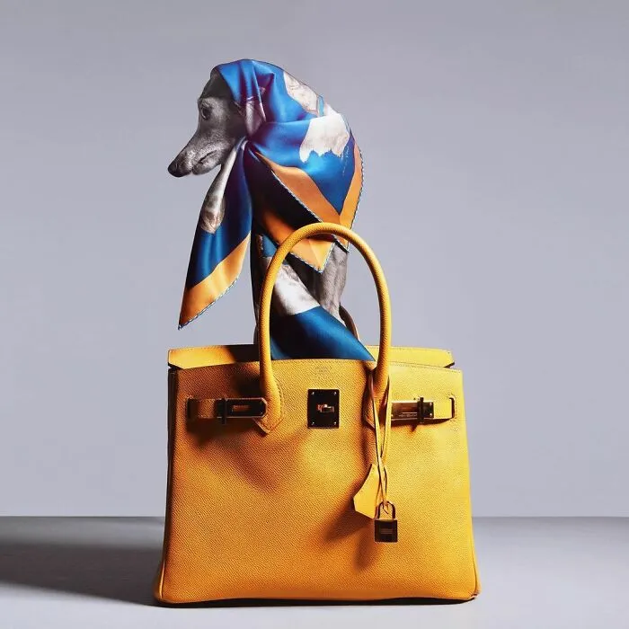 Gay Couple Dresses Up Their Italian Greyhound In Trendy Clothes, And She Has Become A Fashion Icon (71 Pics)
