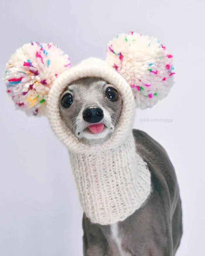 Gay Couple Dresses Up Their Italian Greyhound In Trendy Clothes, And She Has Become A Fashion Icon (71 Pics)