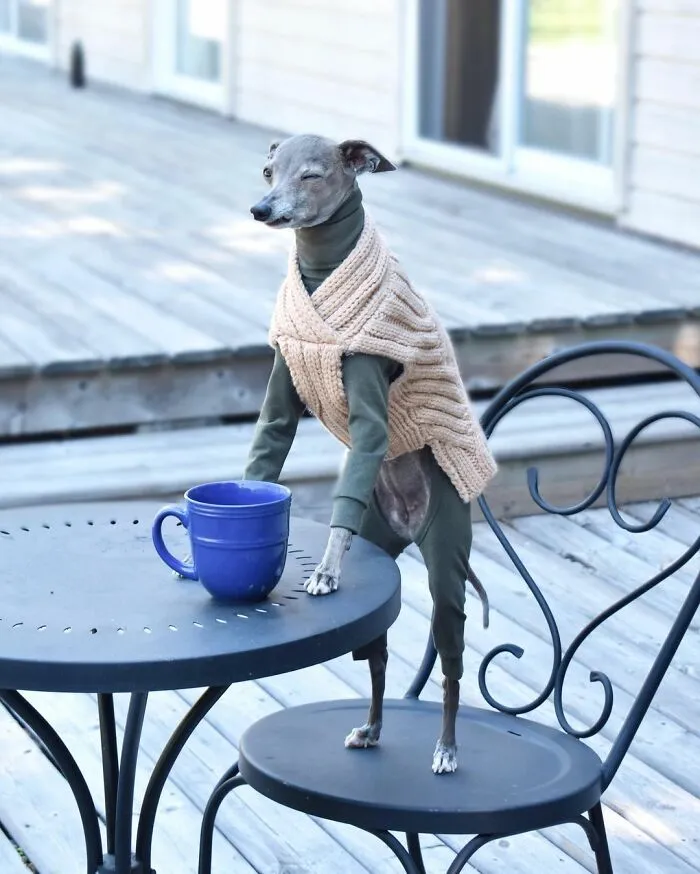 Gay Couple Dresses Up Their Italian Greyhound In Trendy Clothes, And She Has Become A Fashion Icon (71 Pics)