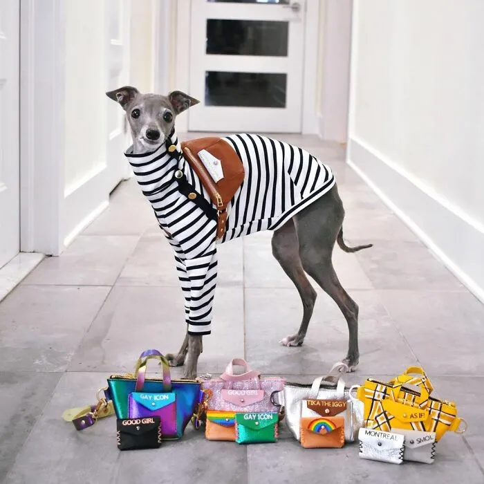 Gay Couple Dresses Up Their Italian Greyhound In Trendy Clothes, And She Has Become A Fashion Icon (71 Pics)