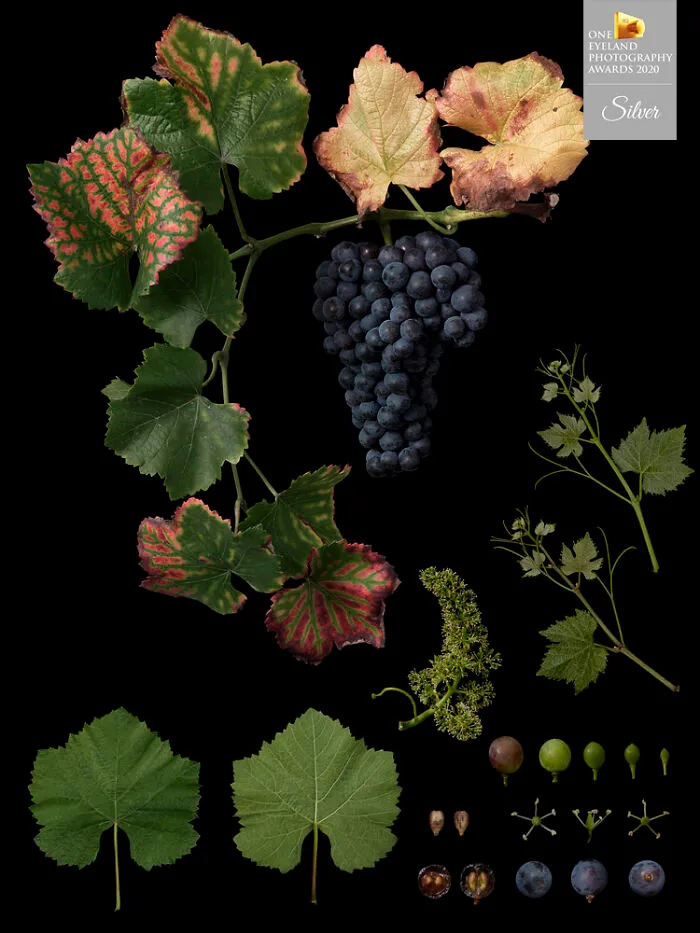 Identification Of Fruits By Masumi Shiohara. Silver In Advertising, Fine Art, Nature