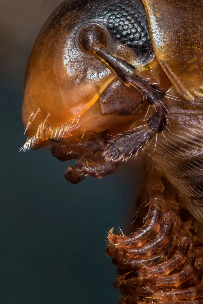 Millipede