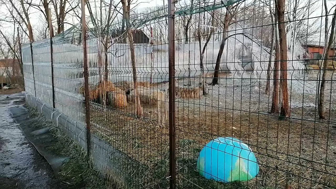 Ice Wall For Cat Shelter