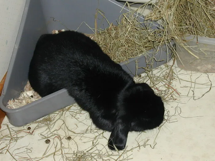 Our Little Bunny, A Save From Not Nice People, Crashed At Our Place.