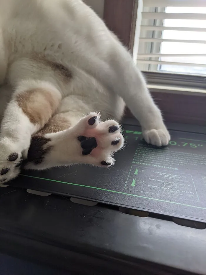 This Is Kihei. He Has The Most Perfect Beans