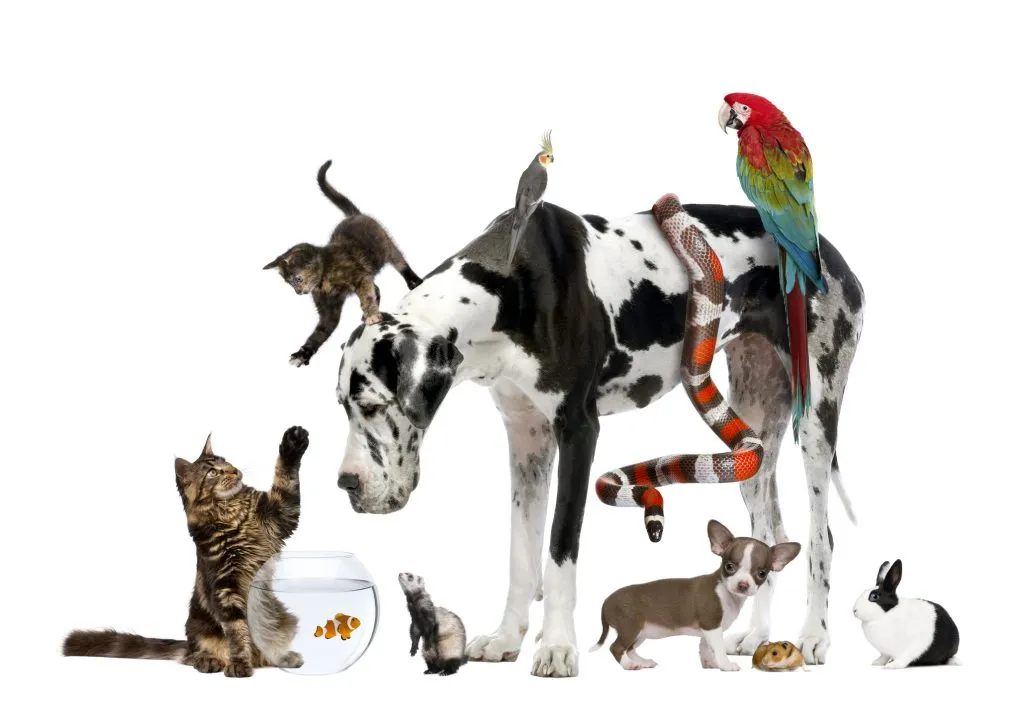 Photoshop Your Pet To Look The Opposite Feeling.