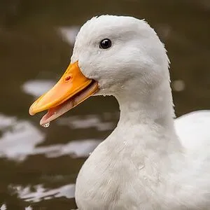 Crepitus