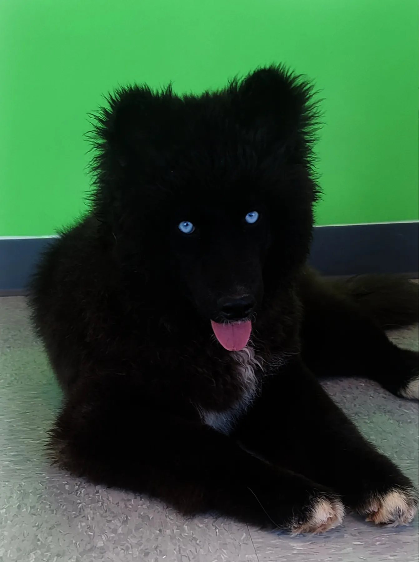 Eko The Black Husky